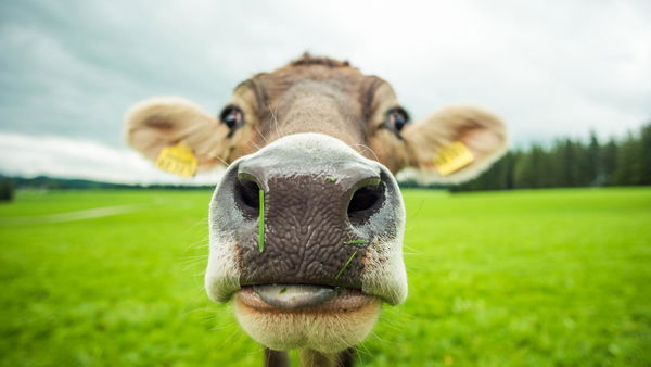 Perché il vaccino anti covid non c’entra niente con la malattia della mucca pazza