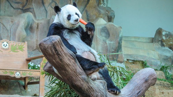 «I panda non sono reali» è l’ultima teoria del complotto che decolla su TikTok