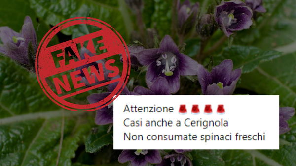 No, non c’è un “allarme mandragora” a Cerignola