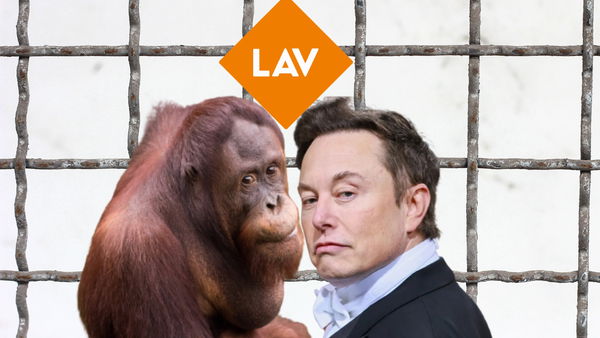 In un mondo sempre più digitale, perché si prosegue con le sperimentazioni sugli animali?