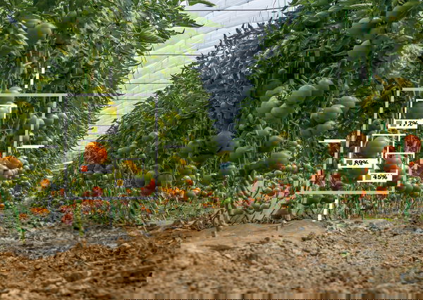 Lo sguardo di chi è dentro il processo di digitalizzazione dell’agricoltura