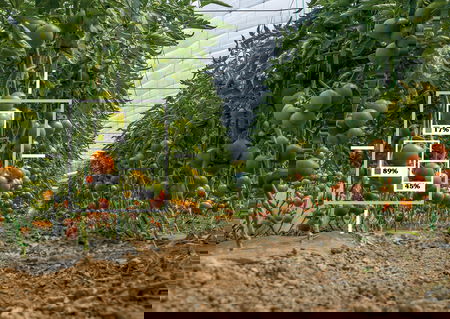 Lo sguardo di chi è dentro il processo di digitalizzazione dell’agricoltura article-post