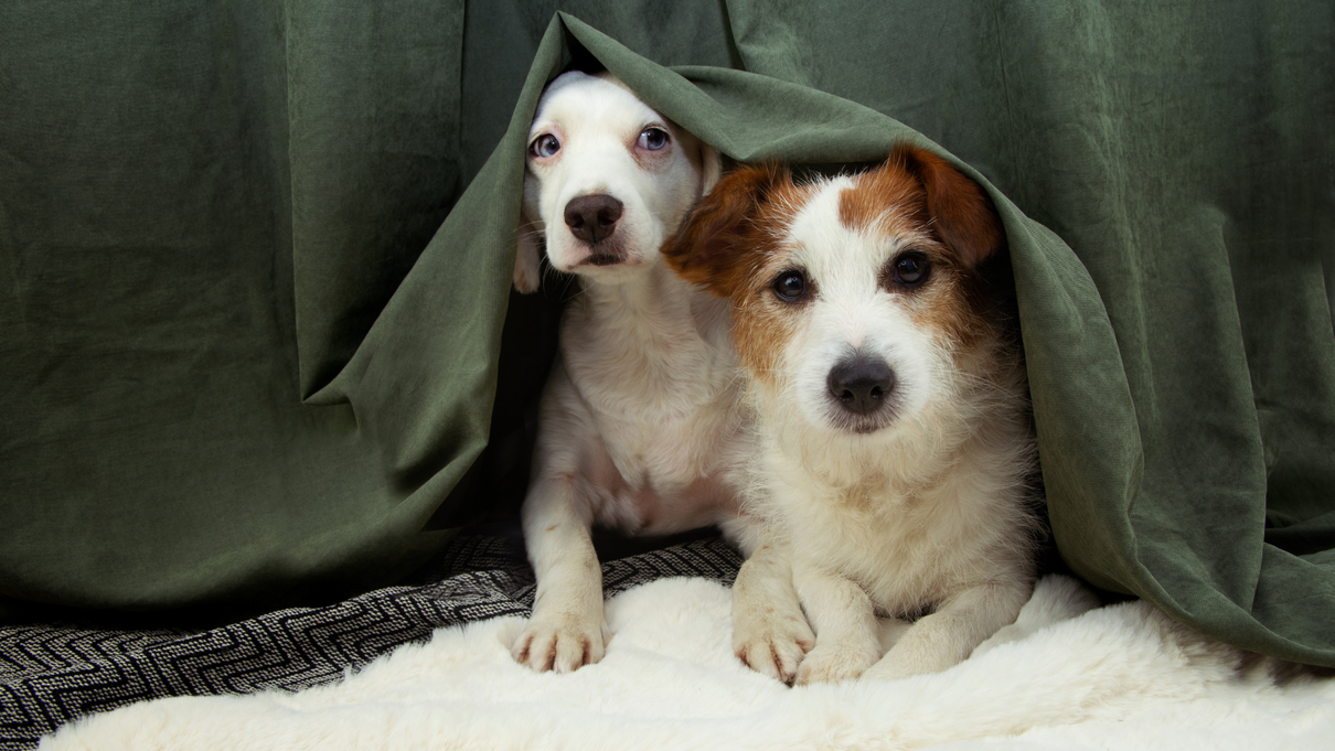 Da Lampedusa a Springfield: il “luogo comune” dei migranti che mangiano gli animali domestici article-post