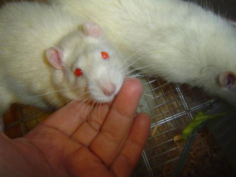 Veterinari per la ricerca (dei soldi) preview