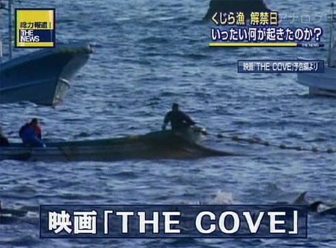 Simpatico quel delfino in piscina preview