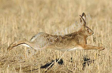 Viltà della caccia alla lepre preview