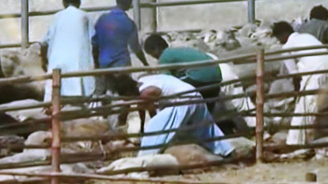 Un giorno da pecora preview