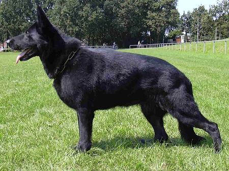 L’amore tedesco per i cani preview