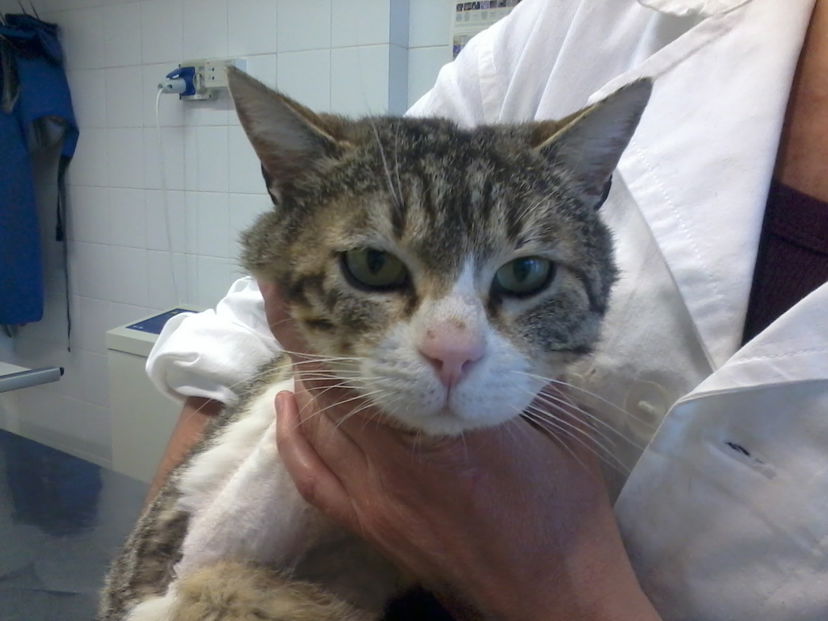 Arturino cerca casa preview