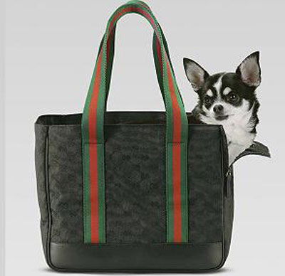 Il cane nella borsa preview
