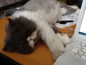 Perché i gatti fanno le fusa? article-post