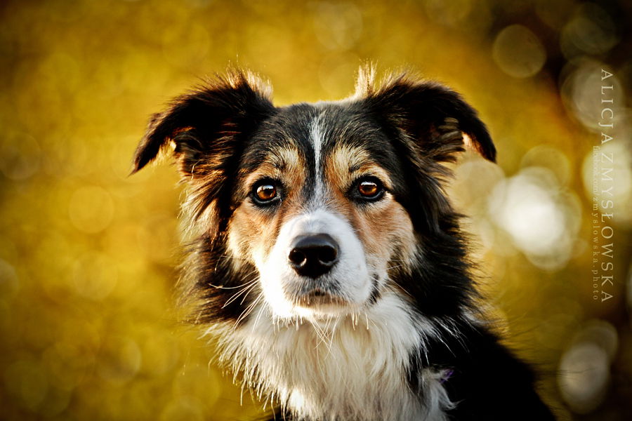 Meglio i cani di Alicja Zmyslowska article-post
