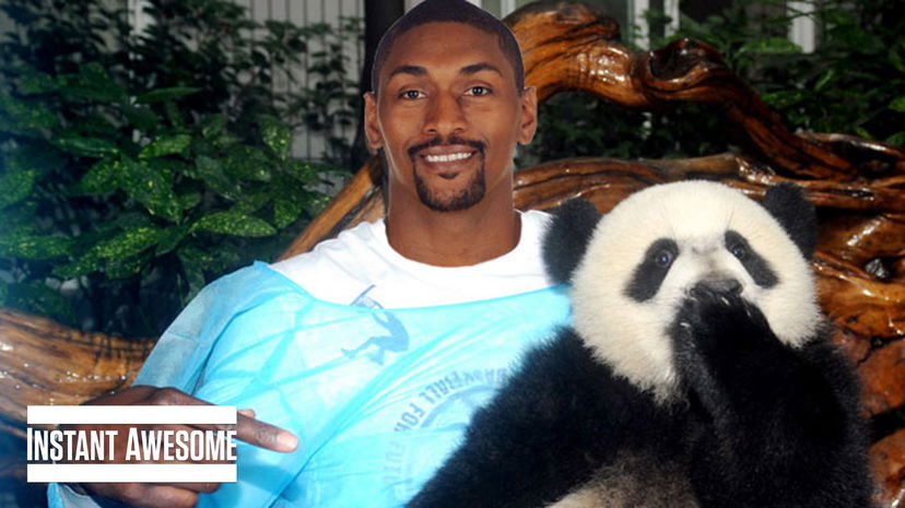 Il Panda Artest e la parrocchietta rosicante preview