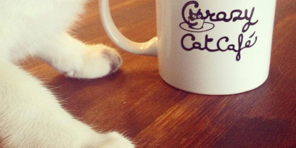 Crazy Cat Café article-post