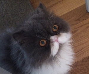 Le foto di Biro preview