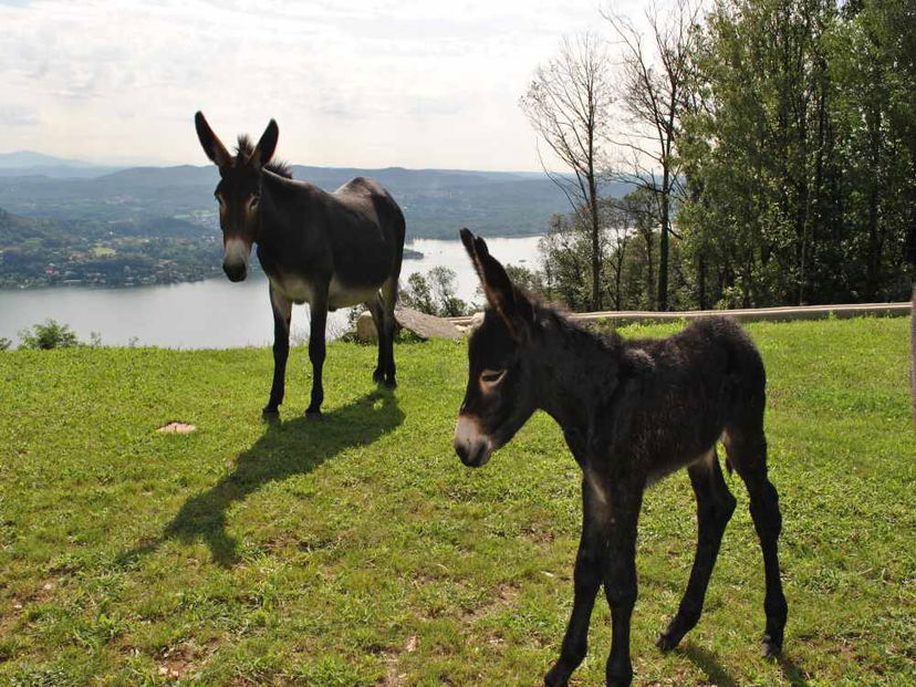 Asini al potere preview