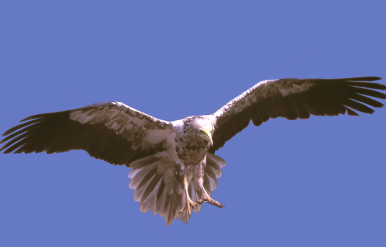 La Virtus Bologna e il capovaccaio preview