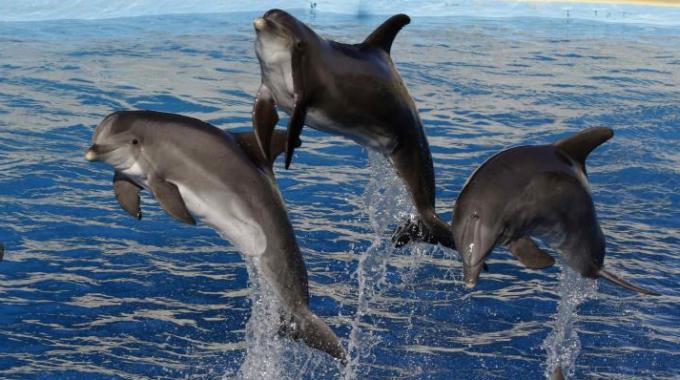 Delfini soldato per italiani estinti preview