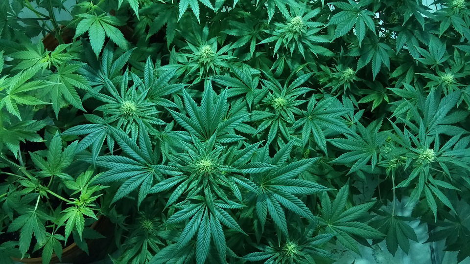 Canna leggera o nessuna canna? article-post
