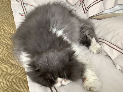 Gatto di 18 anni article-post