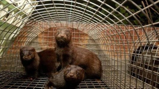 Visoni, Covid e il marcio della Danimarca preview