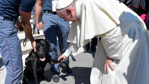 Cani e gatti al posto dei figli preview