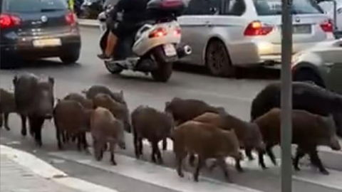 Cosa fare quando vedi un cinghiale preview