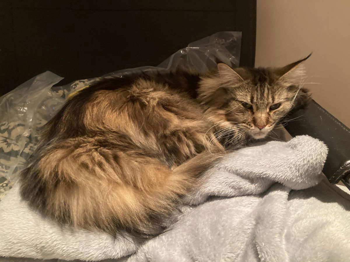 Quanto costa mantenere un gatto article-post