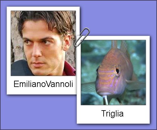 Somiglianza tra Emiliano Vannoli e una triglia