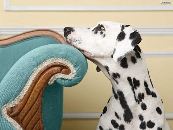 Reggio Calabria: gli amici a quattro zampe hanno bisogno di noi article-post