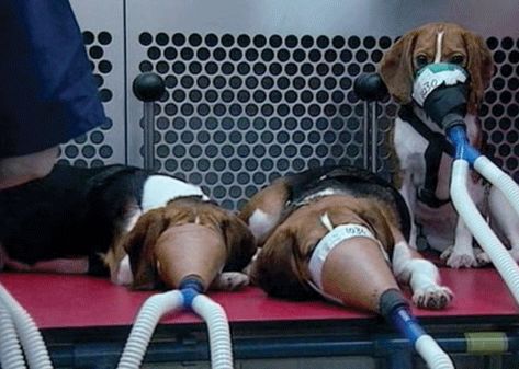 Contro la vivisezione Contro la vivisezione