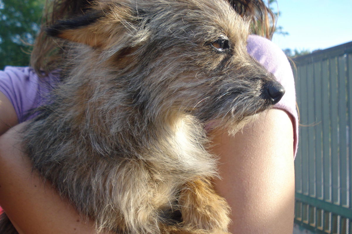 Quattro cagnolini cercano casa! article-post