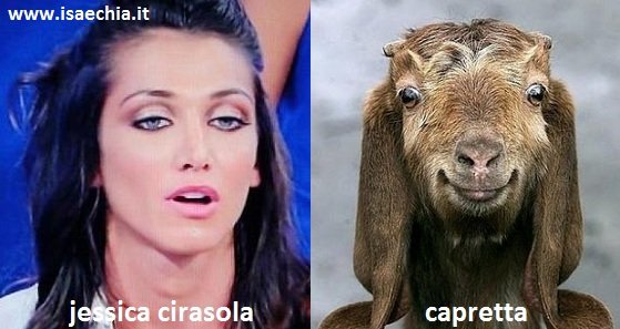 Somiglianza tra Jessica Cirasola e una capretta