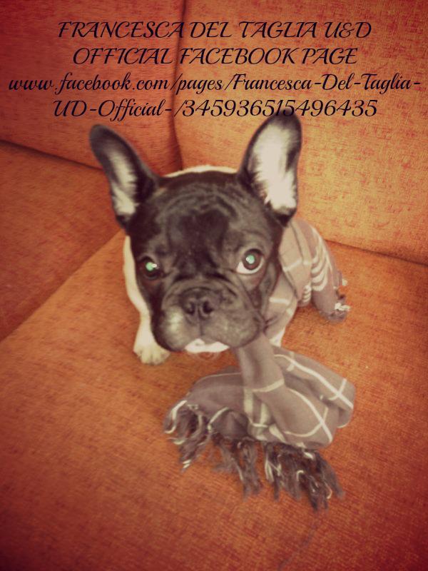 Francesca Del Taglia: foto con le fan. E quella del suo cagnolino con la sciarpa di Eugenio Colombo.. preview