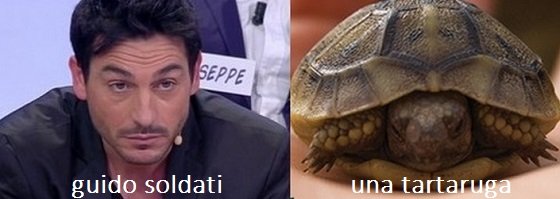 Somiglianza tra Guido Soldati e una tartaruga