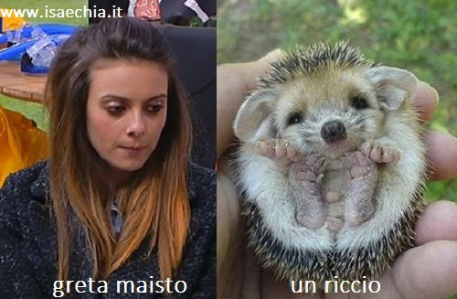 Somiglianza tra Greta Maisto e un riccio article-post