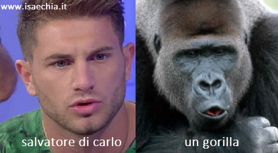 Somiglianza tra Salvatore Di Carlo e un gorilla preview
