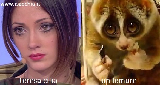 Somiglianza tra Teresa Cilia e un lemure