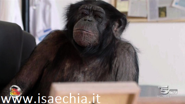 ‘L’Isola dei Famosi 12’: l’opinione di Chia sulla prima puntata preview