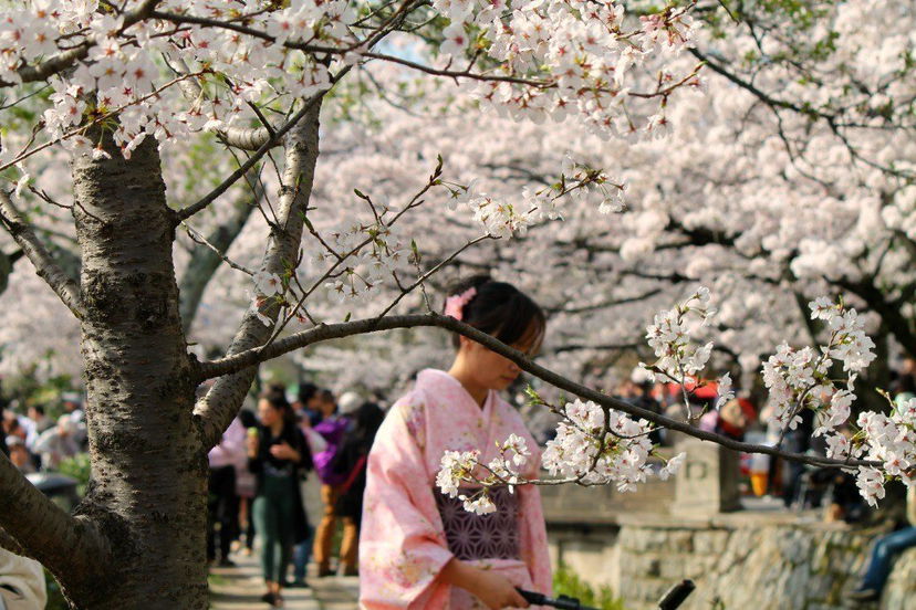 Hanami: i 10 oggetti che non possono mancare durante il picnic sotto i ciliegi in fiore preview