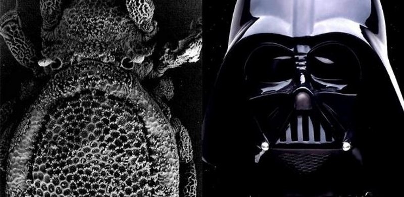 17 specie animali ispirate alla saga di Star Wars preview