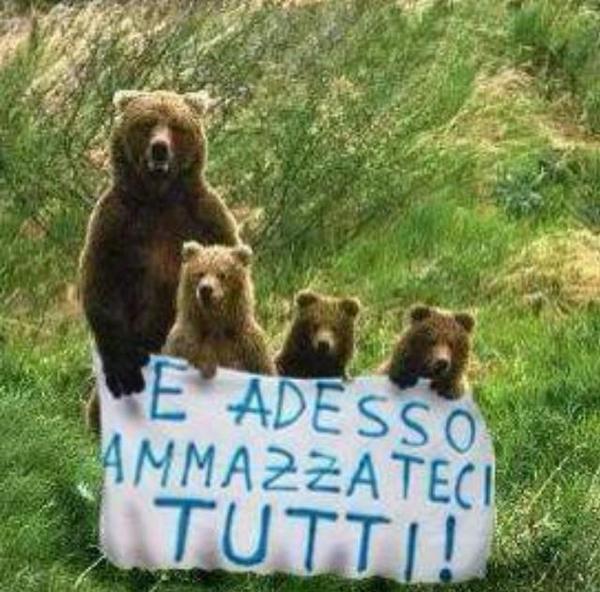 Daniza: per gli animalisti è complotto article-post