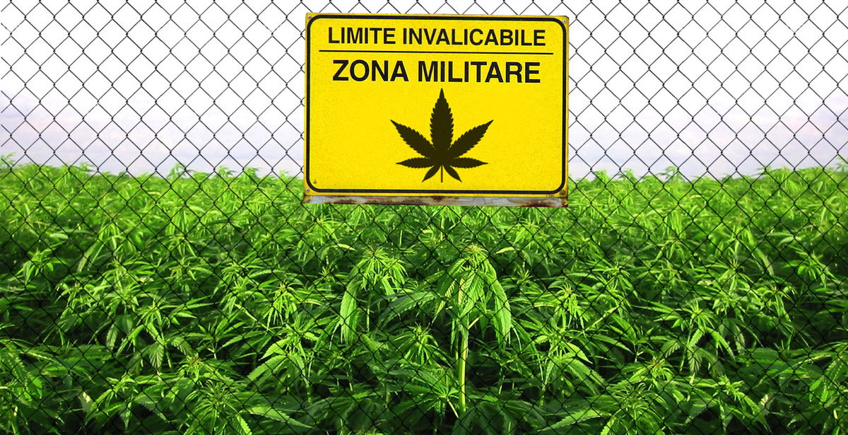 Arriva la marijuana di Stato prodotta dall'esercito article-post