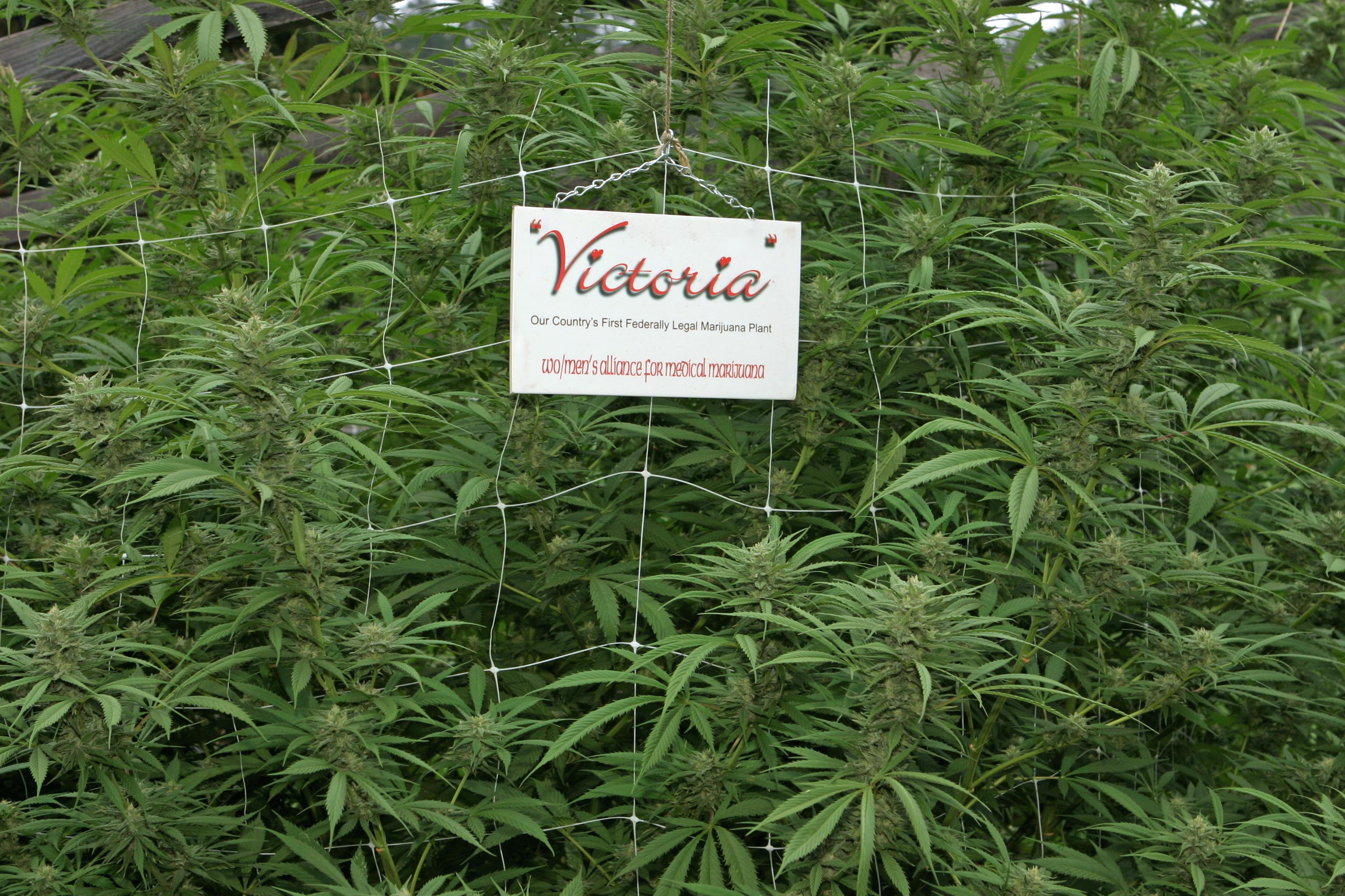 cannabis