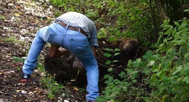 L'orso di Pettorano ucciso con un colpo di fucile article-post