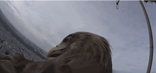 anigif_enhanced-12816-1413332046-5