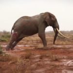 elefante ferito
