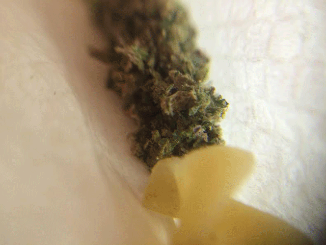 filtro per joint canna marijuana 1