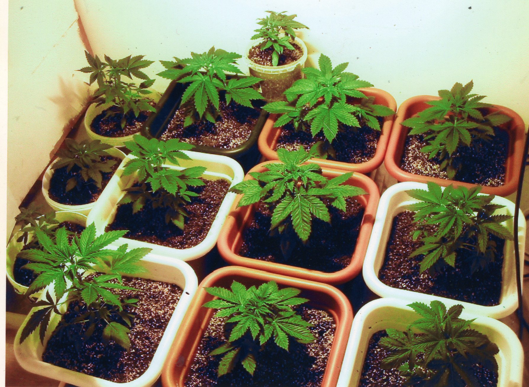 piantagione marijuana palaghiaccio pinerolo