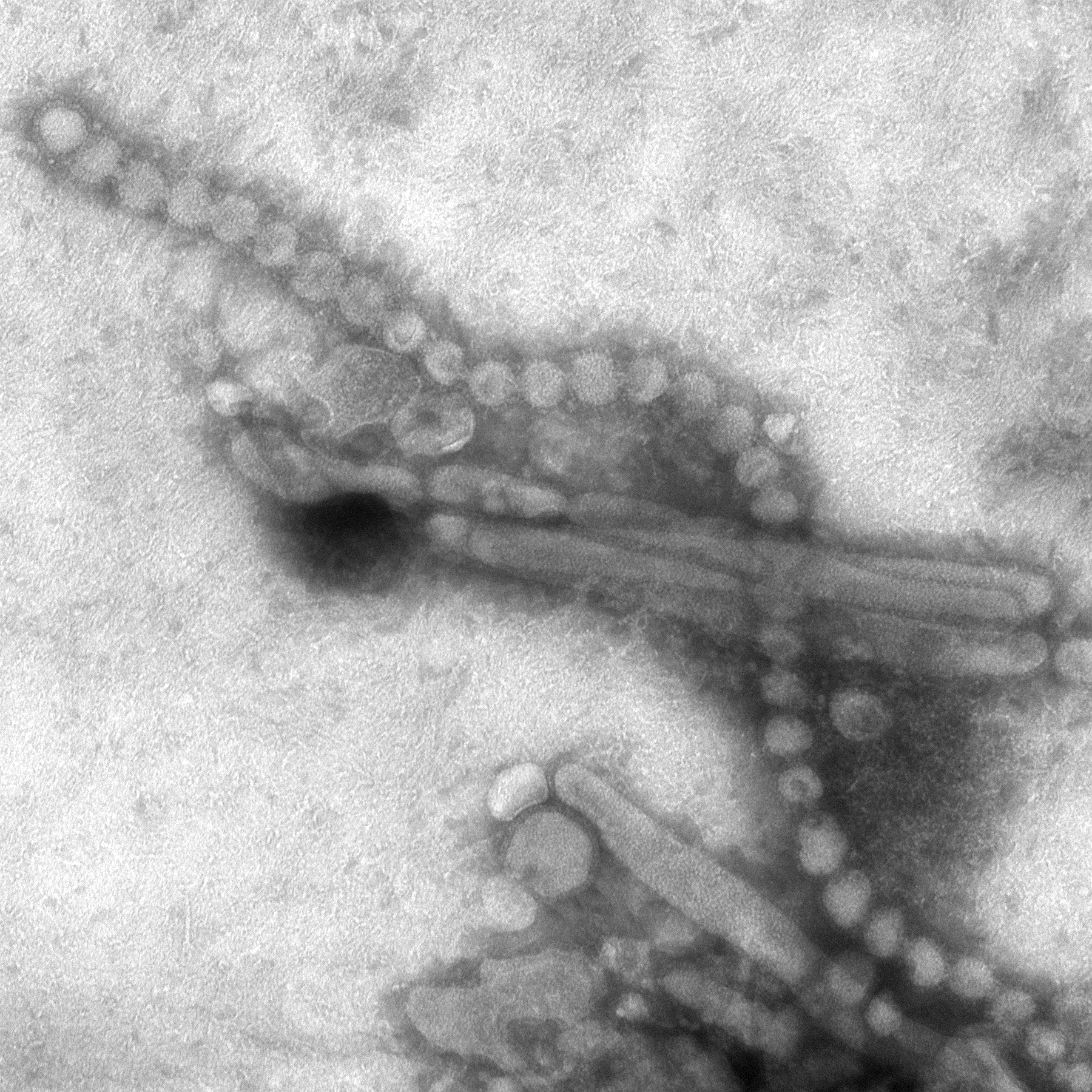 influenza aviaria h5n8